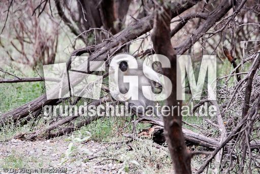 Grüne Meerkatzen (31 von 67).jpg